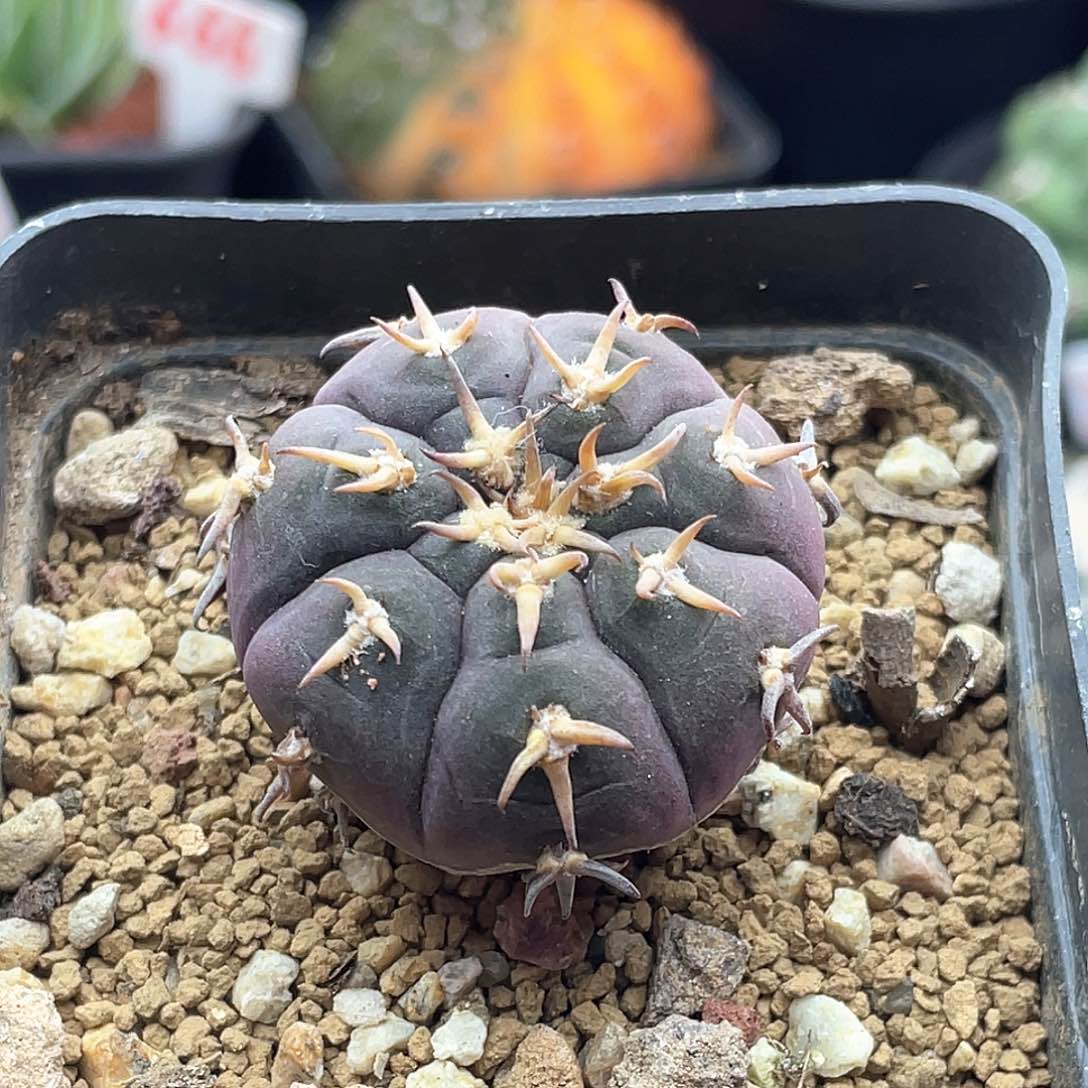 实生紫皮九刺天平猫爪仙人球