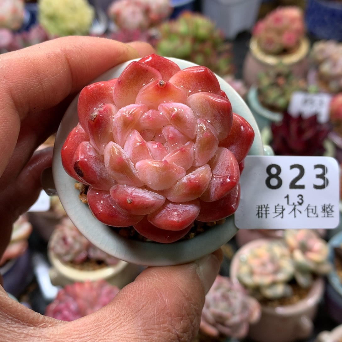 精控拇指盆1.3823