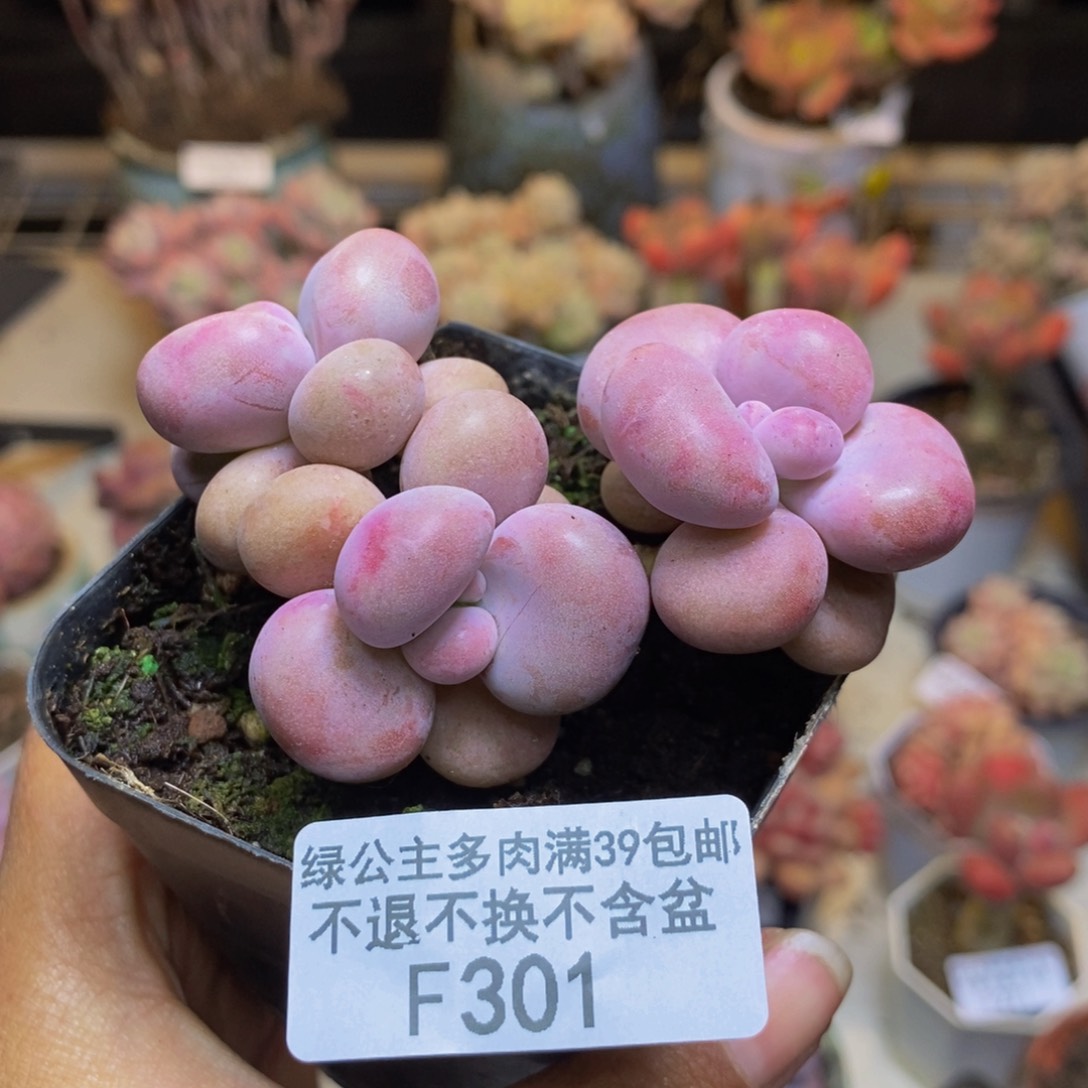 301腰子桃蛋多肉4c m