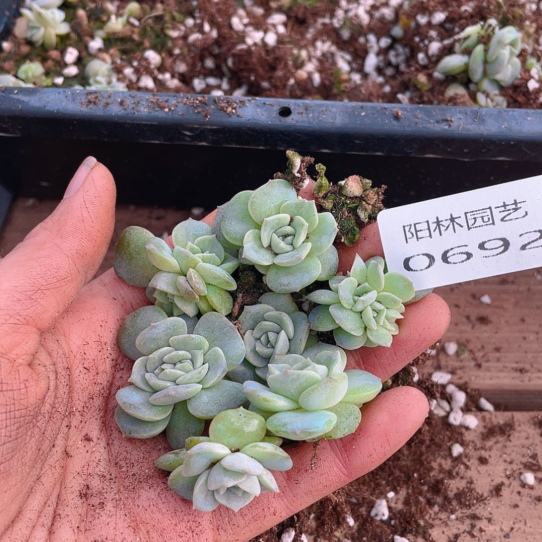 多肉植物多肉植物692