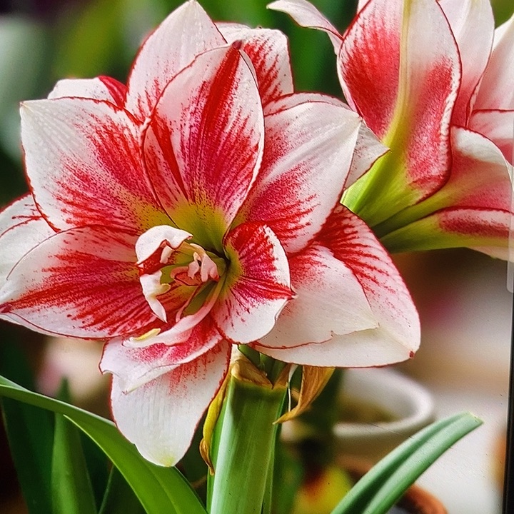 精灵5厘米朱顶红，