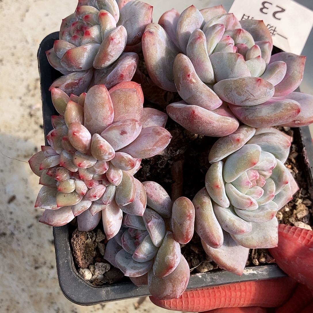 23 号一物一拍不退不换