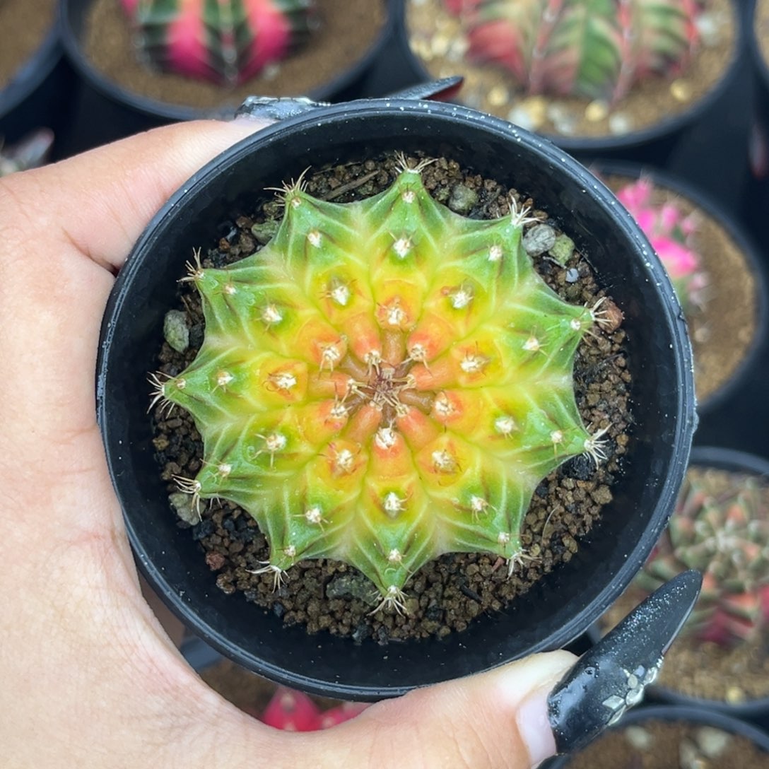 泰系轮回 带盆土发货