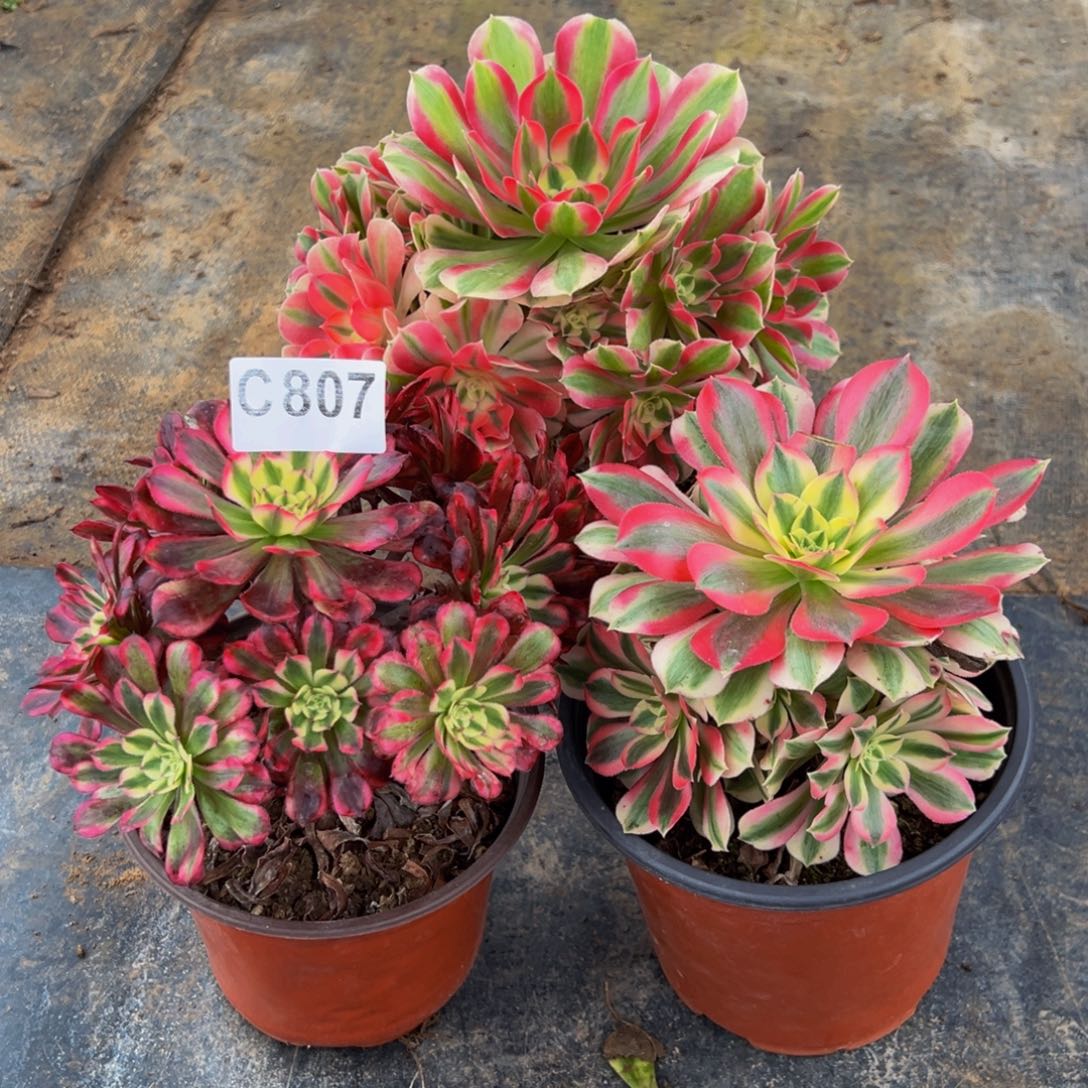 金****无花朵粉女巫超白807