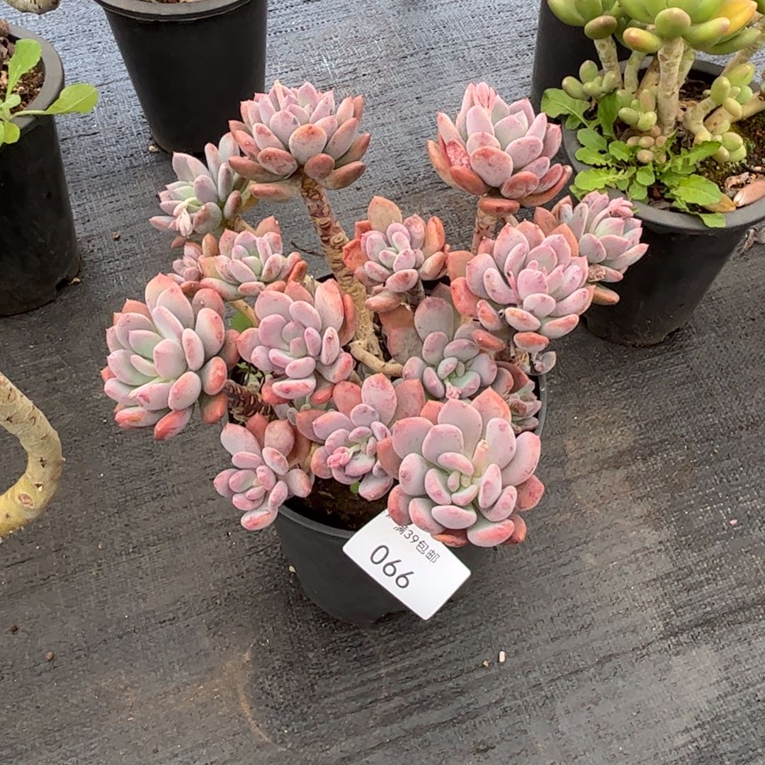 066多肉植物纤维维生素