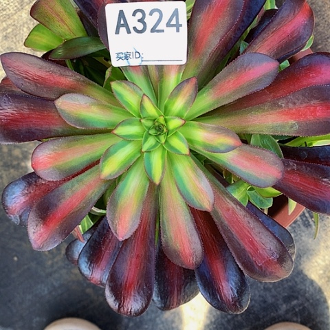 花那324带土球发货