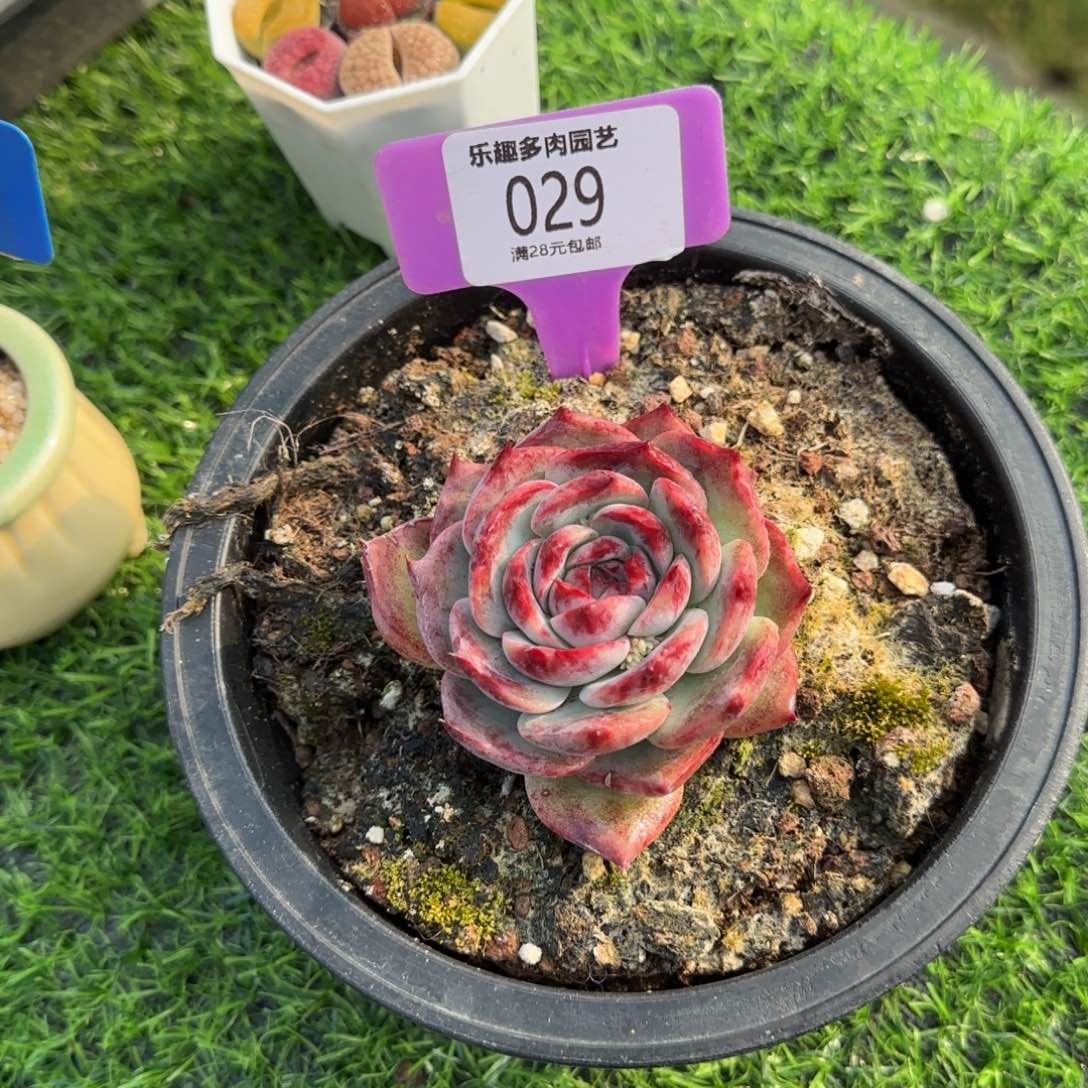 乐*?多肉植物111111111