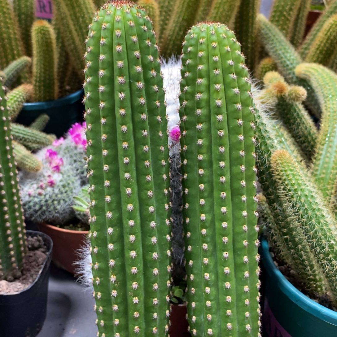 进口金妞金4自根一杯保15公分