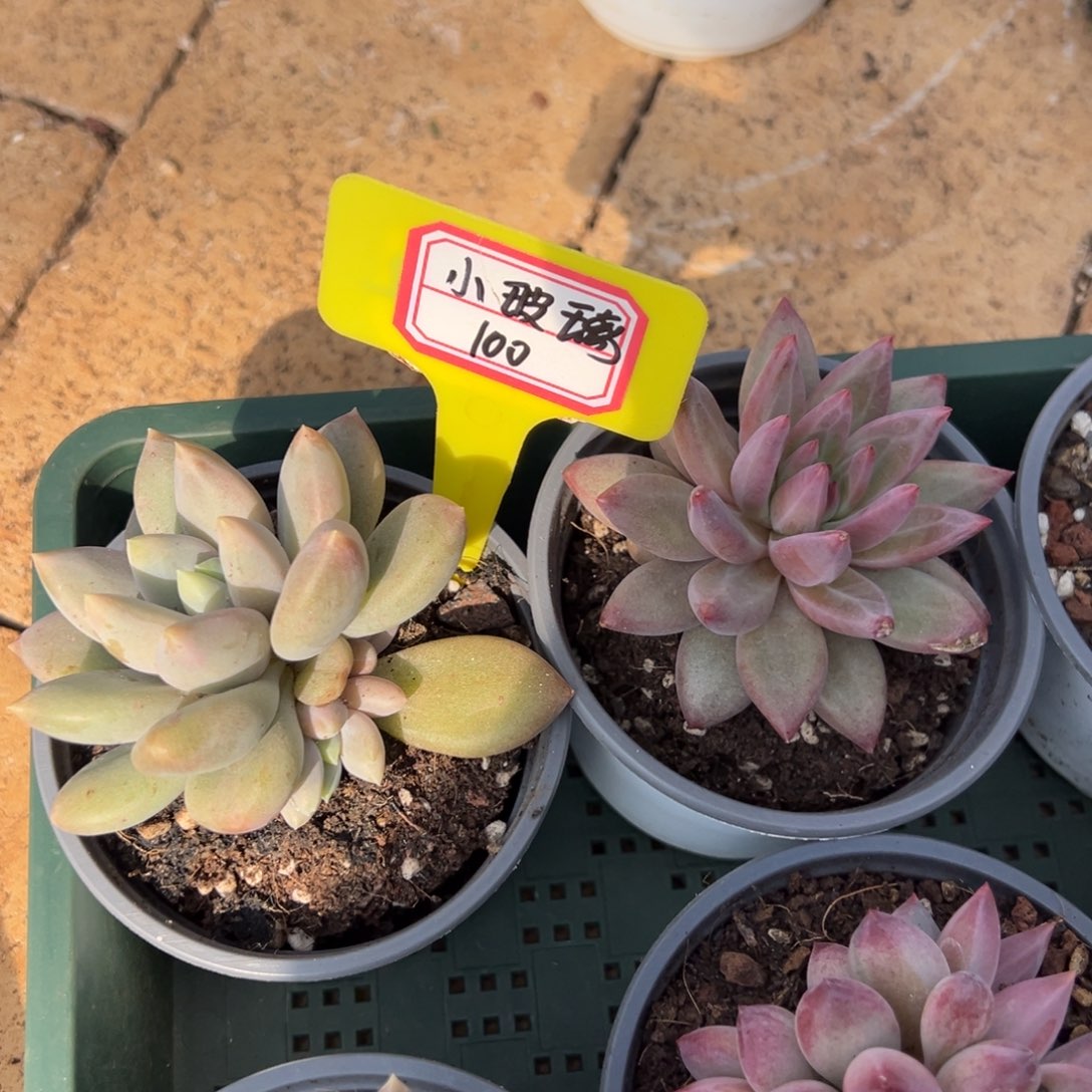 小***璃小玻璃100。          