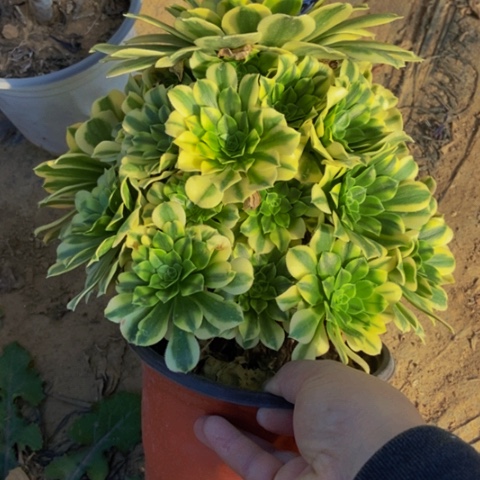 金丝翡翠多肉植物222多肉