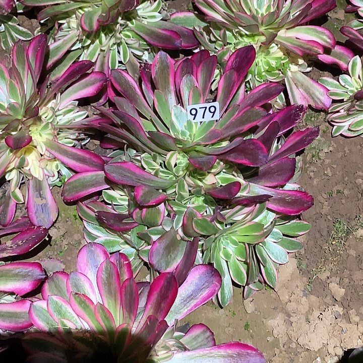 多肉植物法师979美杜莎