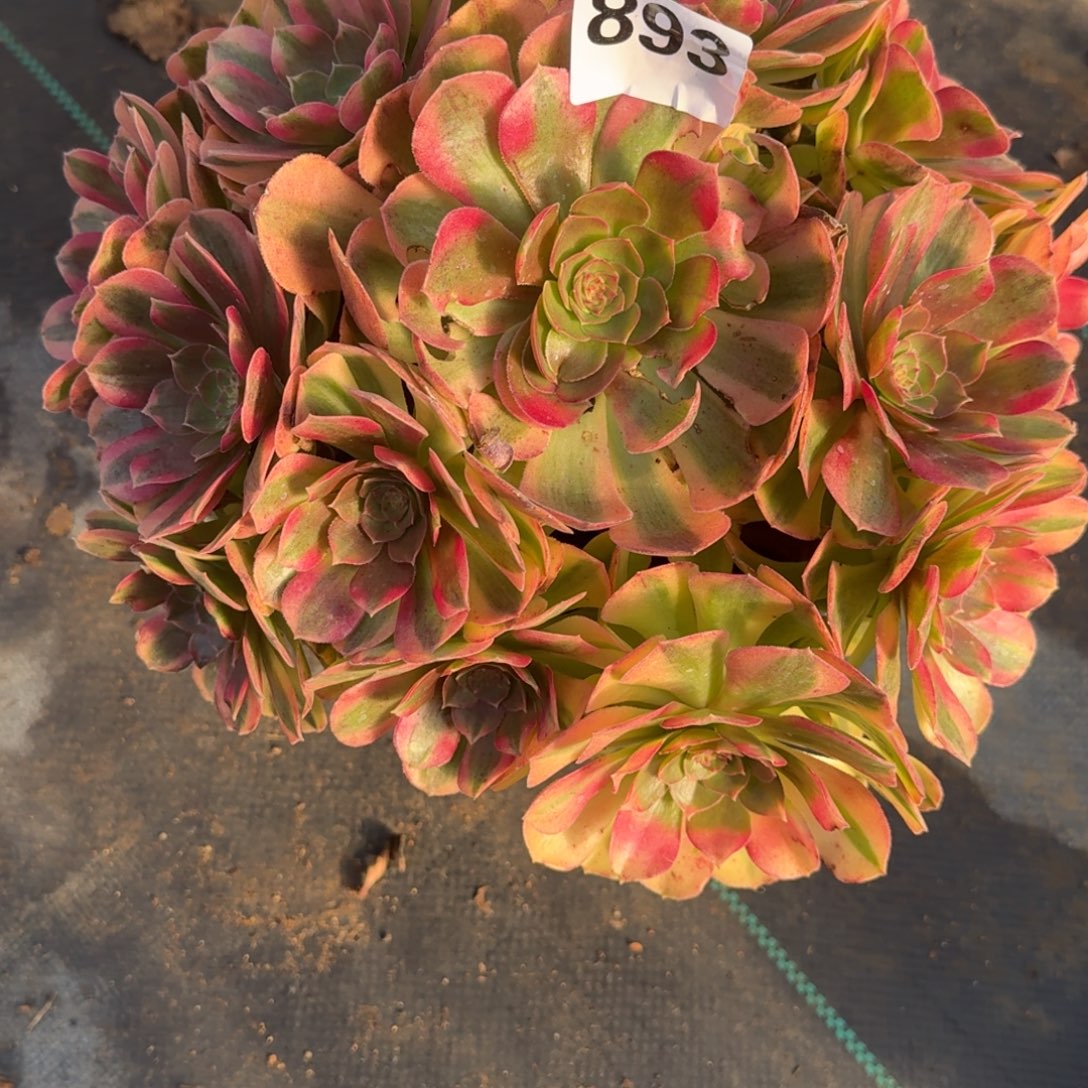 老庄雨河多肉植物893