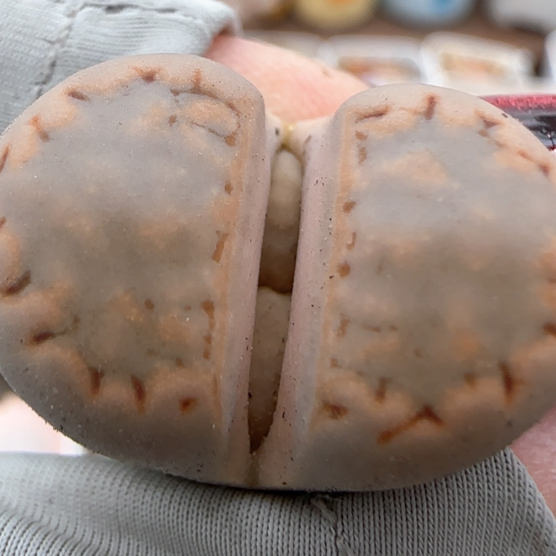 2。25。7015。c 324。饼干。