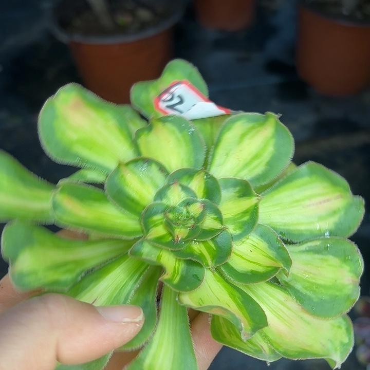 用***2暴君砍头623多肉植物