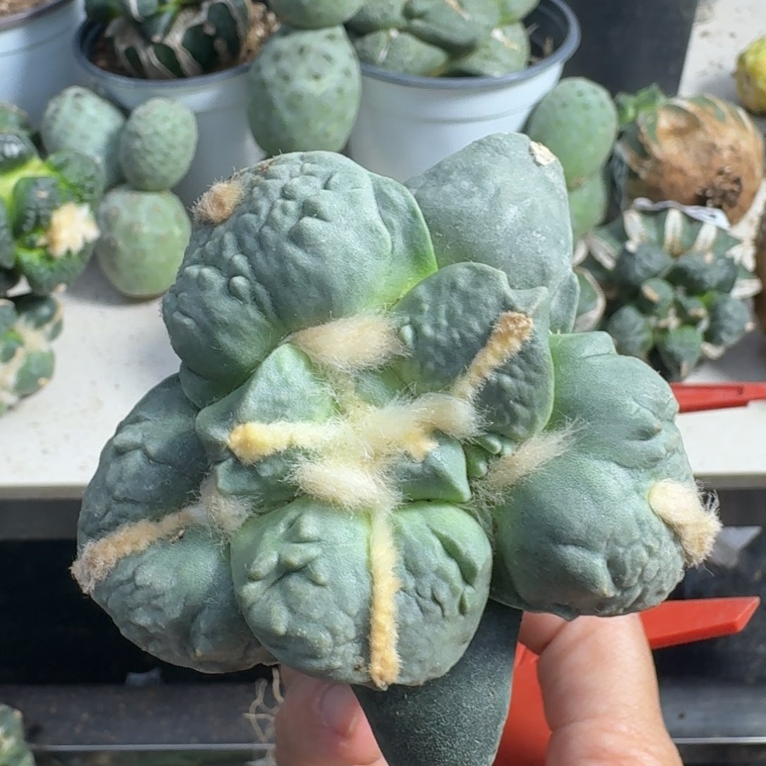 【闪购商品】无花朵用**哥丸尤怒789