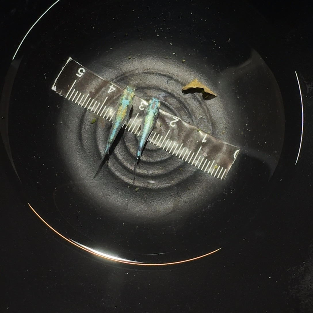 青鳉鱼全息图一对