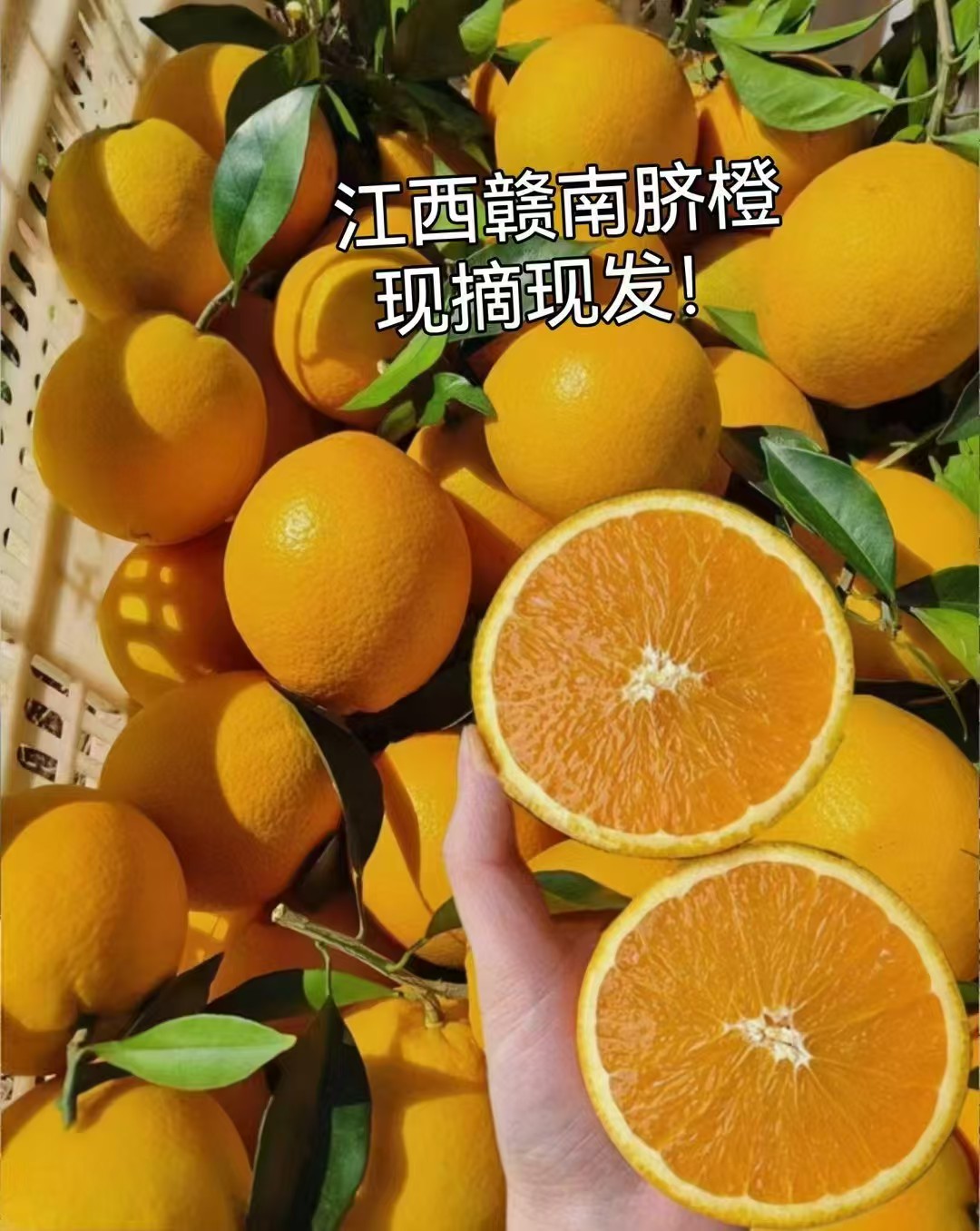 赣南脐橙5斤装小果
