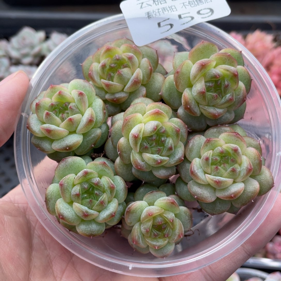 云糖心多肉植物559