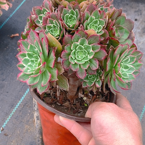 552莲花多肉植物