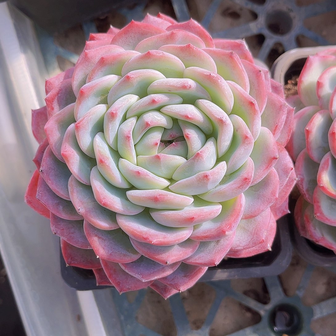 无***图无人图9999999990