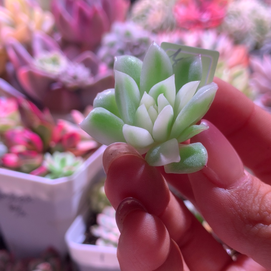 卡利斯托覆轮锦砍头
