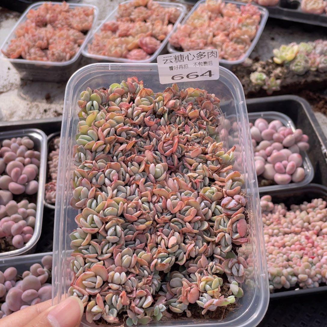 云糖心多肉植物664