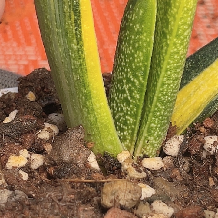 超***想客户专拍半买半送啦