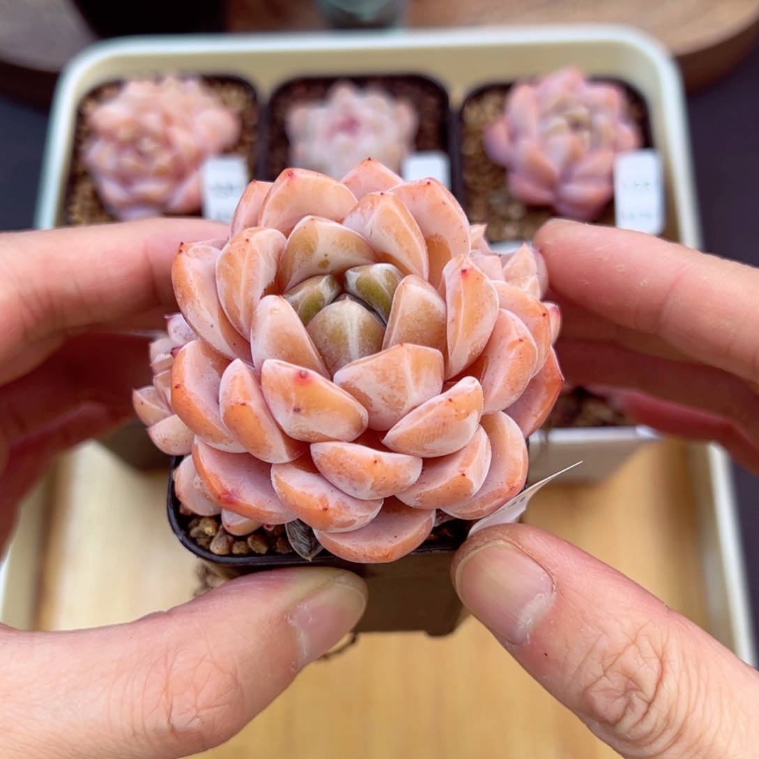 好好看137、哈哈哈哈