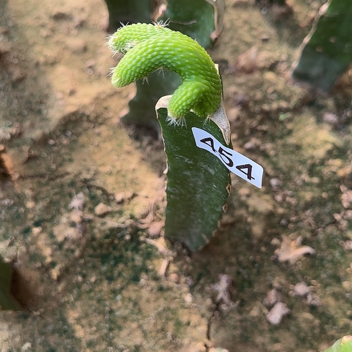 土***玊无花朵嫁接青蛇缀454