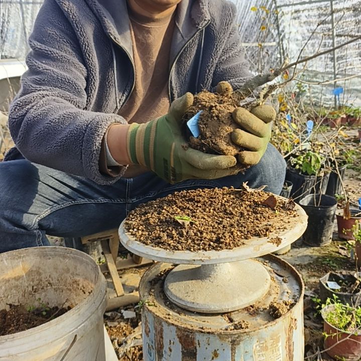 如***墨完全开放老鸦柿嫁接苗3