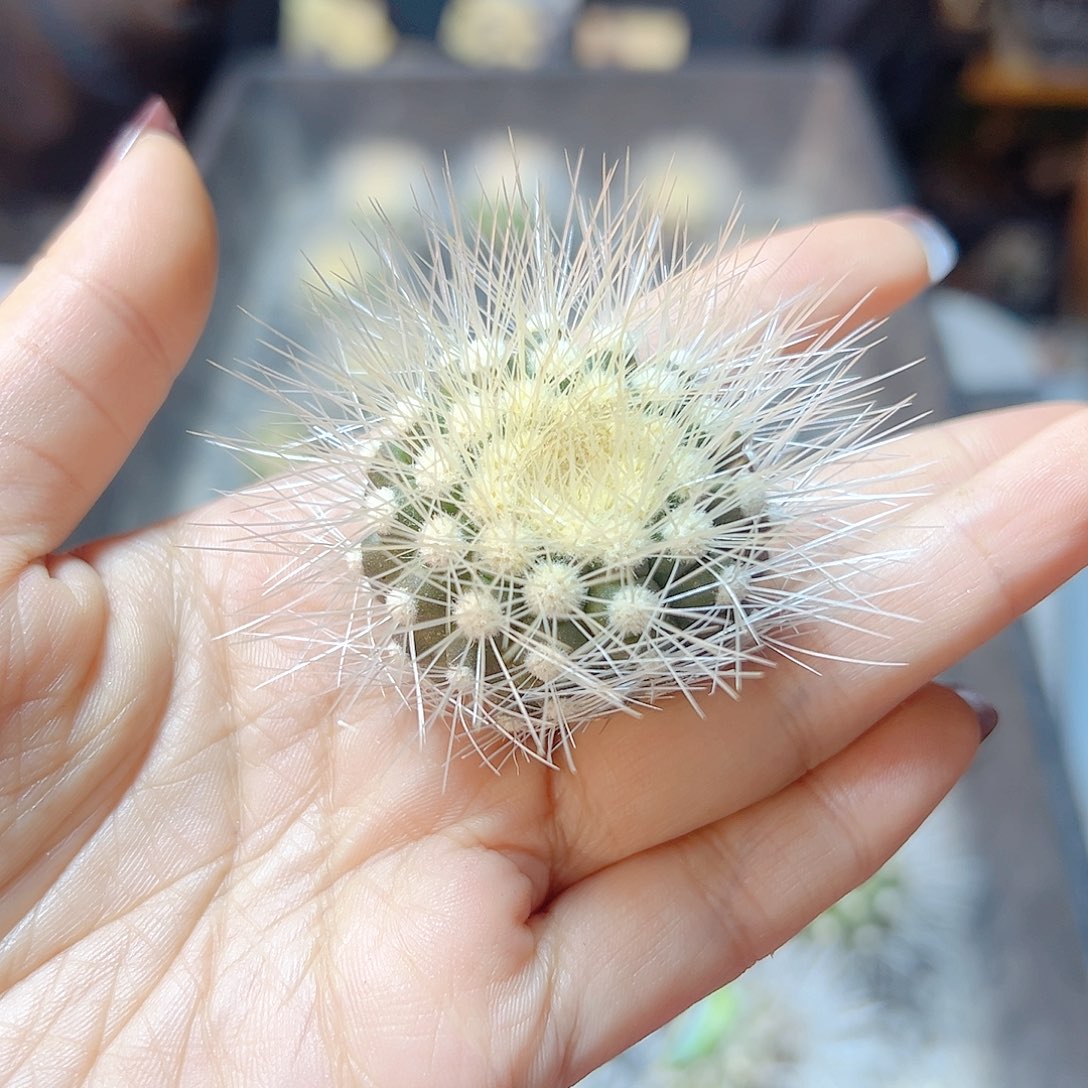 龙爪雷雪丸无根3公分刺会压趴