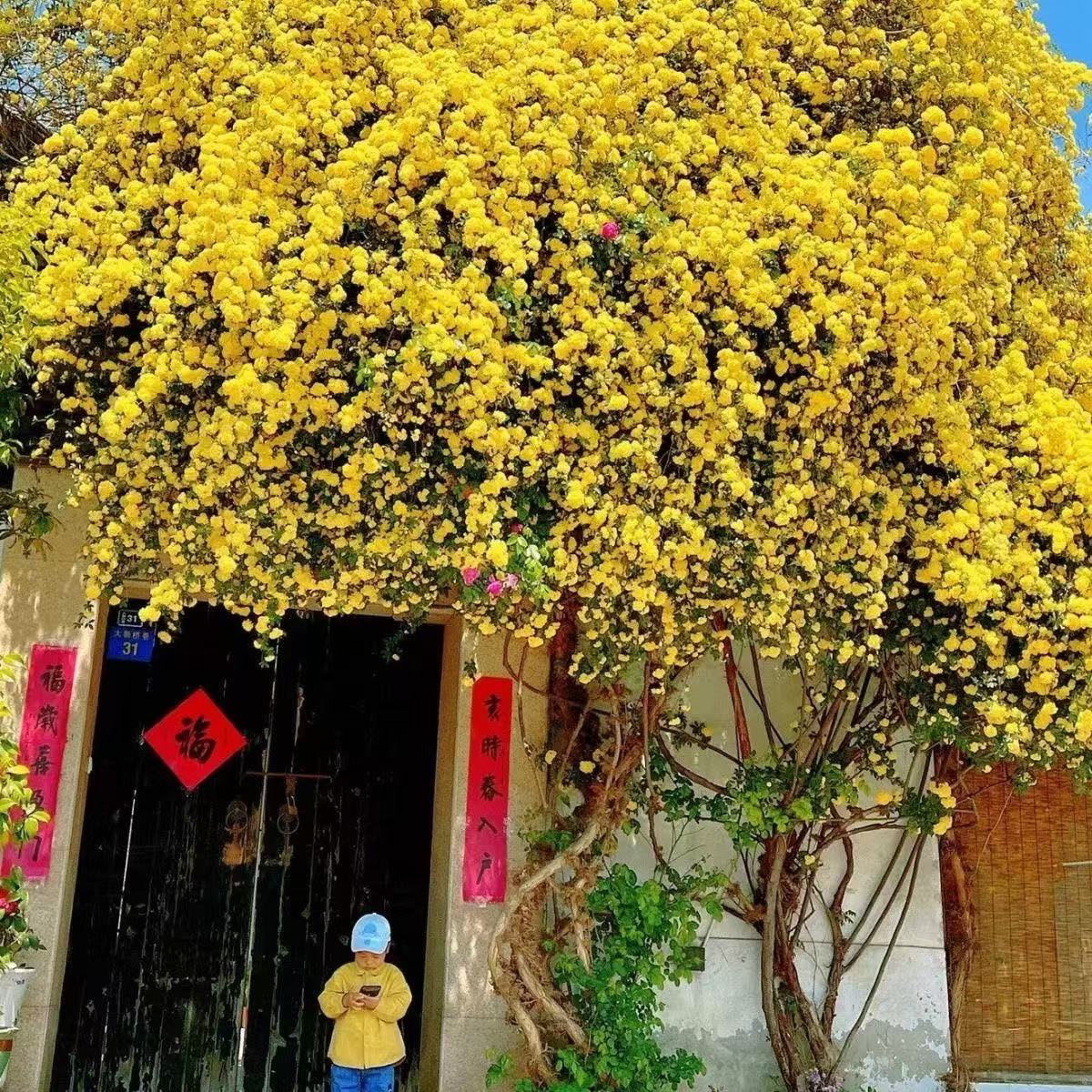 精品大苗 无刺黄木香花苗浓香软细藤可弯曲垂钓藤本植物