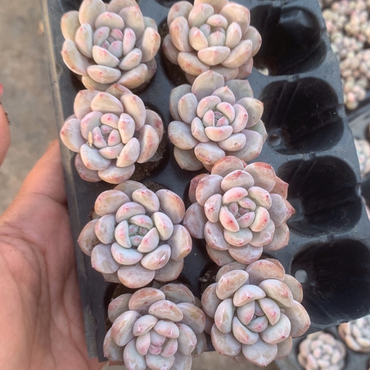 星影 拍3发4。拍5发7 （满9.99包邮不满9.99发叶子）