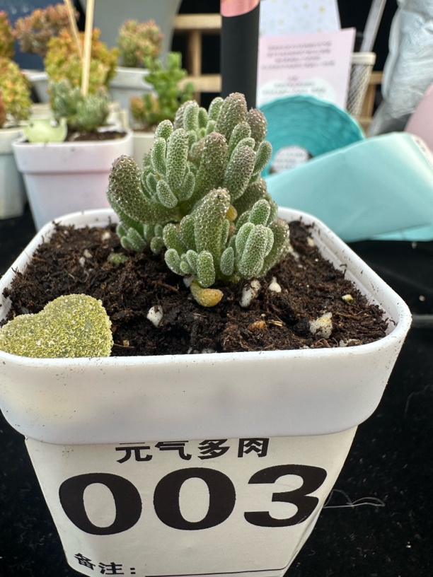 枝干番杏专拍！！！