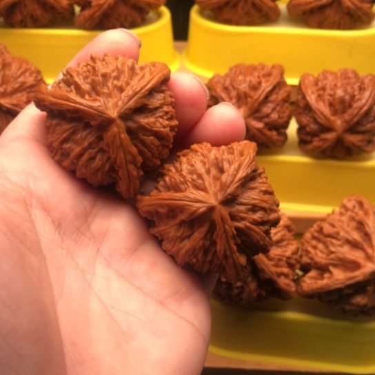 嗯***哼核桃核桃核桃核桃核桃