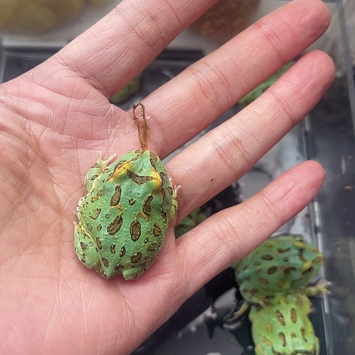 头蓝薄荷拍拍拍拍哦