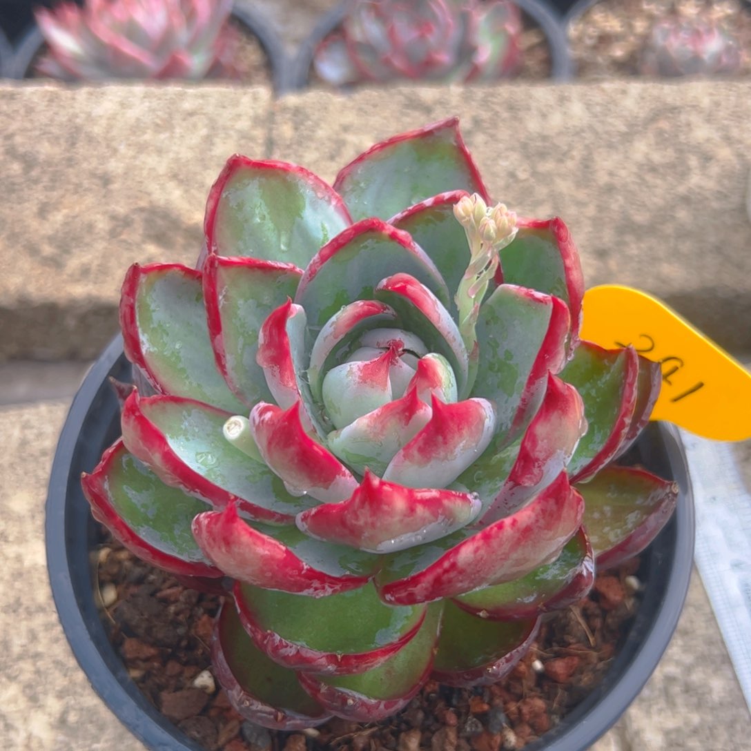 惊鸿仙子一物一拍241号