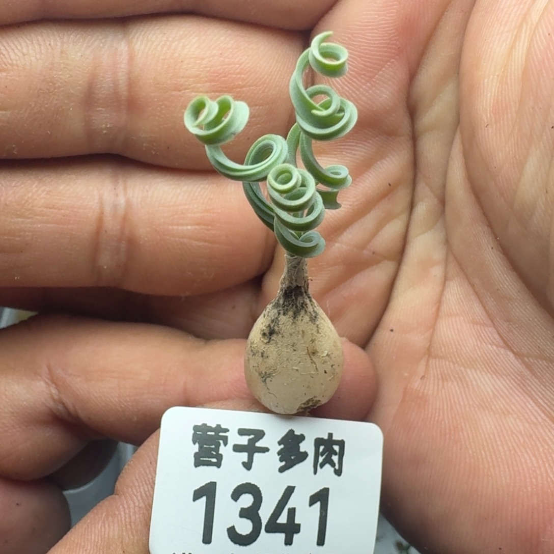 发卷。  弹簧草。      