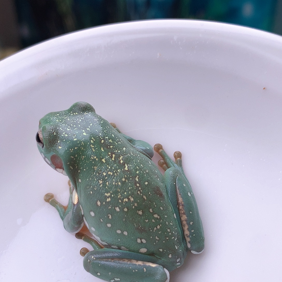 老爷树蛙9号精品金箔，暴雪！推荐