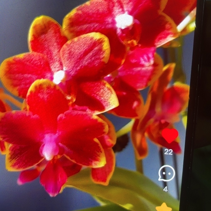 当前无花栽培后可以开花樱桃番茄