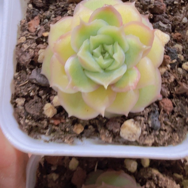 白体水晶虾饺五厘米盆一颗