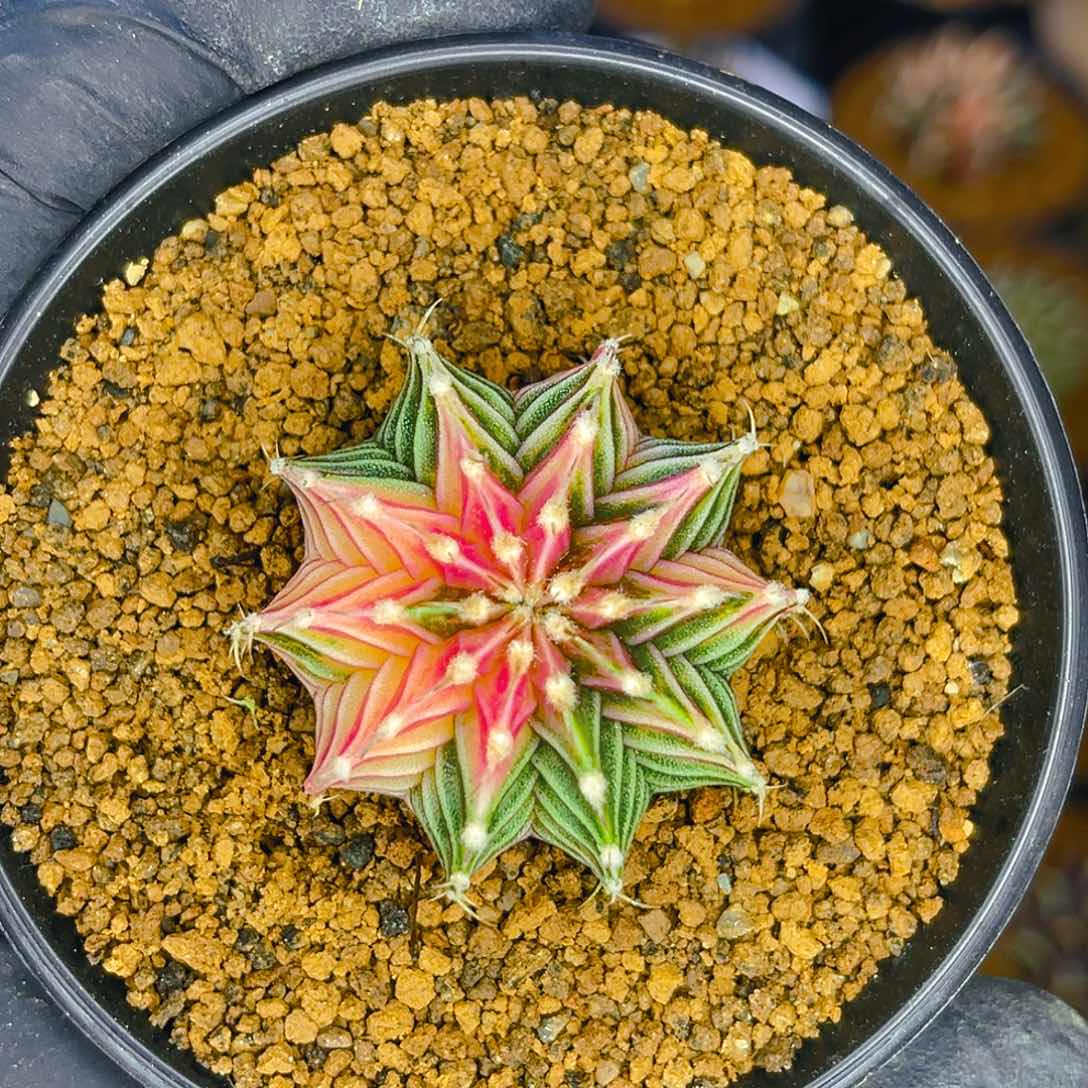 米哈洛维奇 实生 密纹肋骨锦