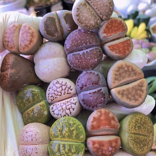 无花朵1120，2.2-2.5厘米如图