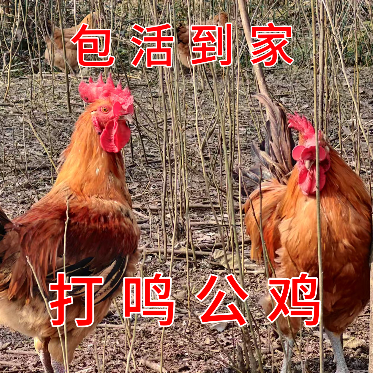 活鸡大公鸡两只 安徽大别山散养土公鸡种鸡打鸣开叫