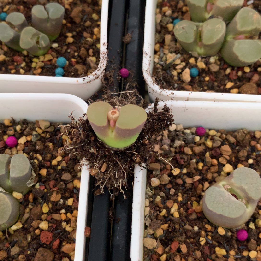 嘿*磁铁风铃母本专拍