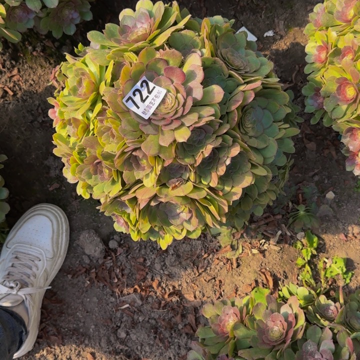 万圣节花27-30包邮花花