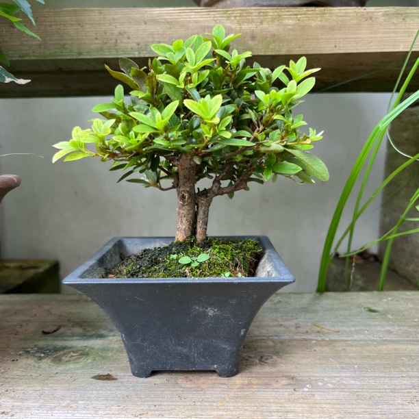 盆景绿植0-290（直播间一物一拍）