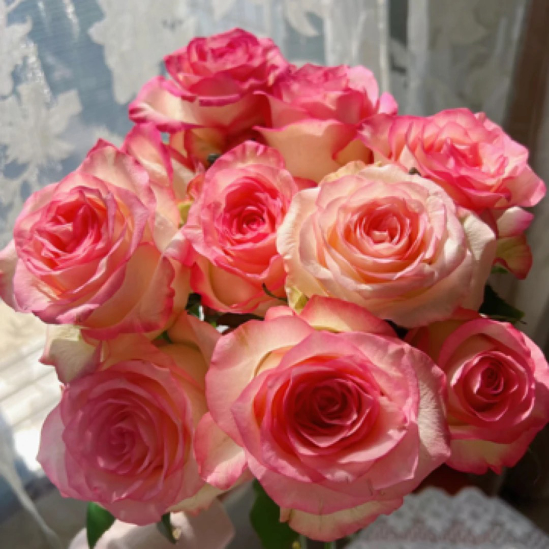 艾莎玫瑰10朵 满两单包邮