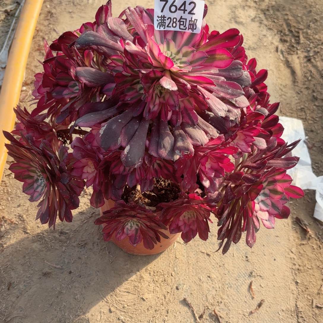 K. 7642红铜白多肉