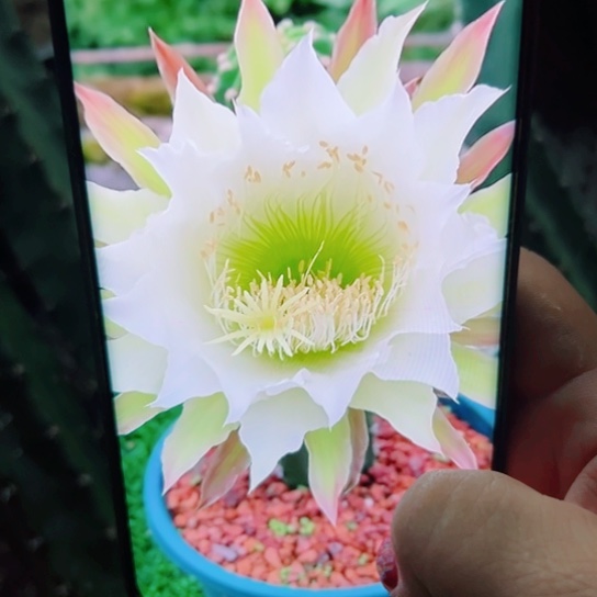 下50黑刺斑点歪无根侧芽25公分左右20包邮